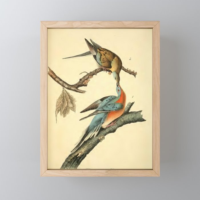 Passenger Pigeon by John James Audubon, 1842 (benefitting The Audubon Society) Mini Art Print Gallery Image 1