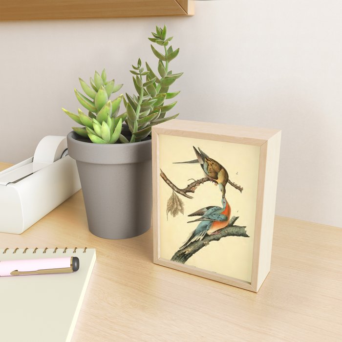 Passenger Pigeon by John James Audubon, 1842 (benefitting The Audubon Society) Mini Art Print Gallery Image 2