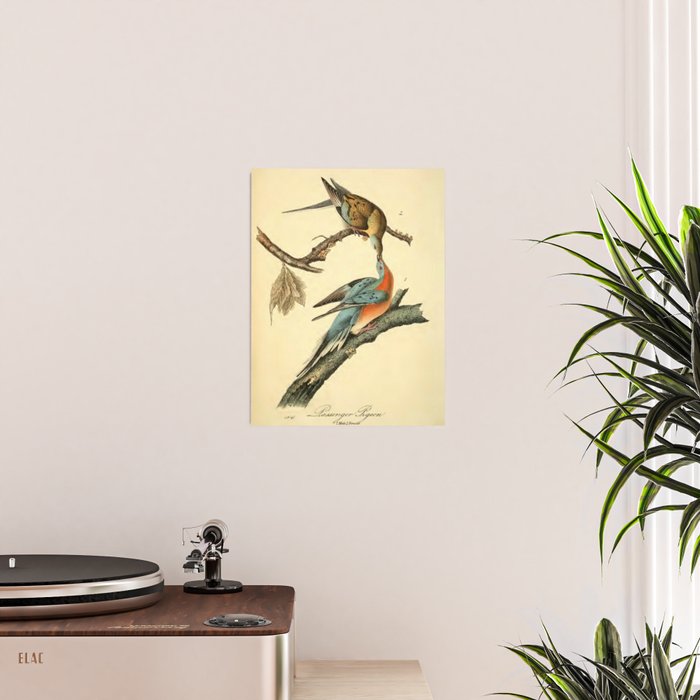 Passenger Pigeon by John James Audubon, 1842 (benefitting The Audubon Society) Poster Gallery Image 2