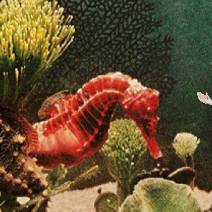 Under the Sea // Seahorses Coffee Mug Gallery Image 2