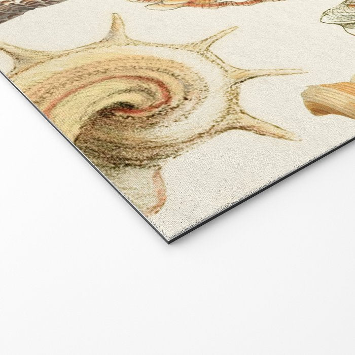 Seashells Collection Welcome Mat Gallery Image 2