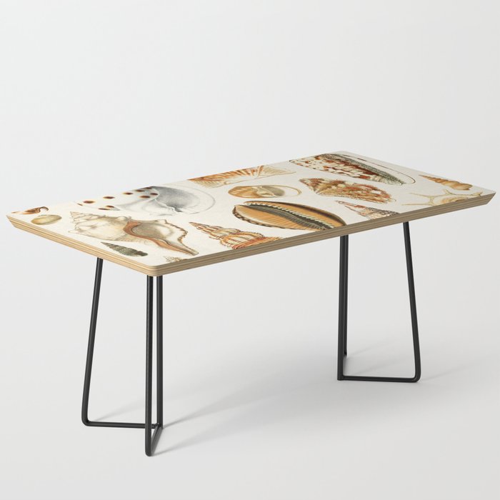 Seashells Collection Coffee Table Gallery Image 1