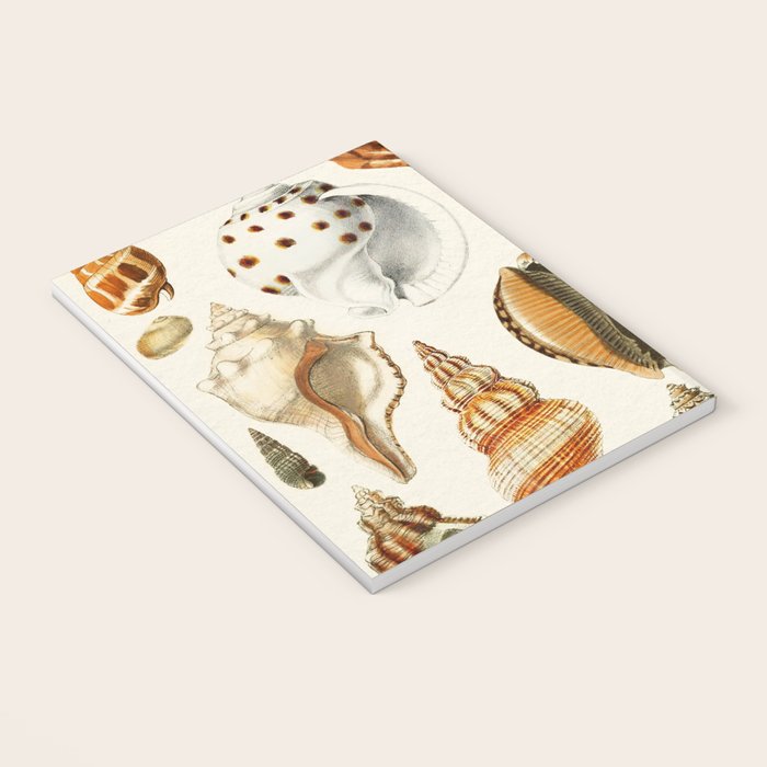 Seashells Collection Notebook Gallery Image 3