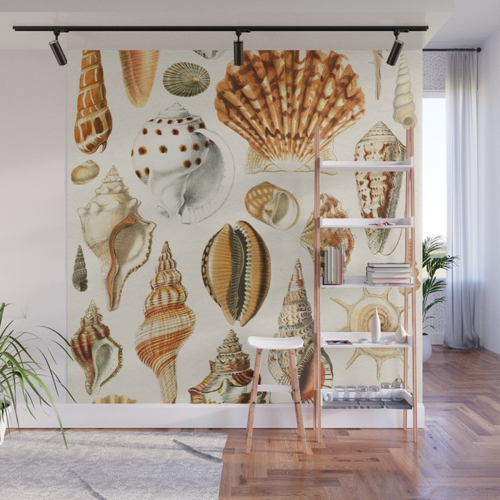 Seashells Collection Wall Mural Gallery Image 1