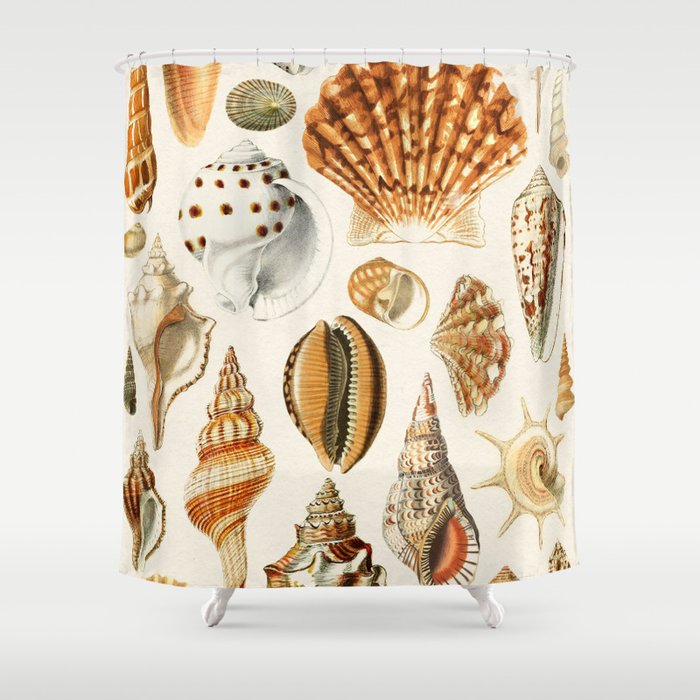 Seashells Collection Shower Curtain Gallery Image 1