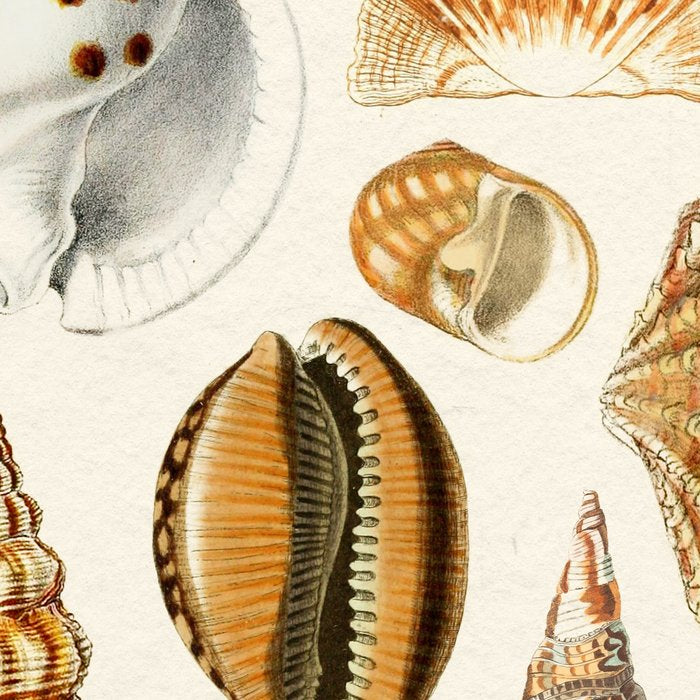 Seashells Collection Coffee Mug Gallery Image 2