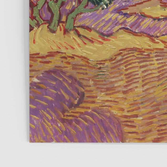 Olive Trees by Vincent Van Gogh Poster Gallery Image 3