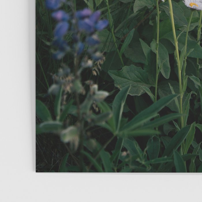 Wildflowers Poster Gallery Image 3