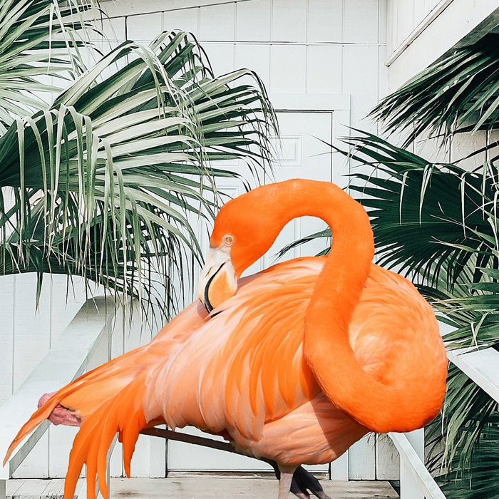 Flamingo Beach House, Wildlife Architecture Jungle Photography, Eclectic Birds Digital Art Coffee Mug Gallery Image 2