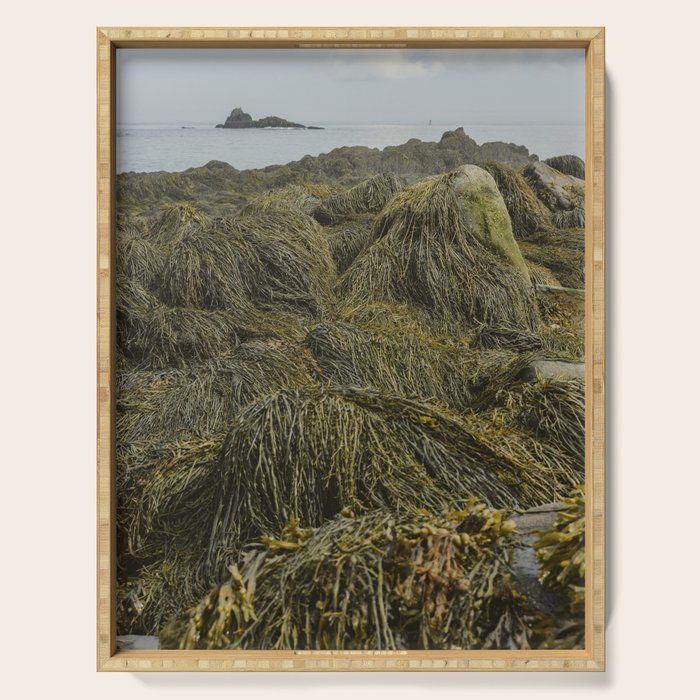 Seaweed - ocean nature photograph Serving Tray Gallery Image 1