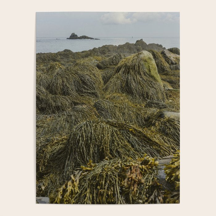 Seaweed - ocean nature photograph Poster Gallery Image 1
