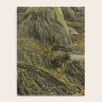 Seaweed - ocean nature photograph Notebook Gallery Image 4