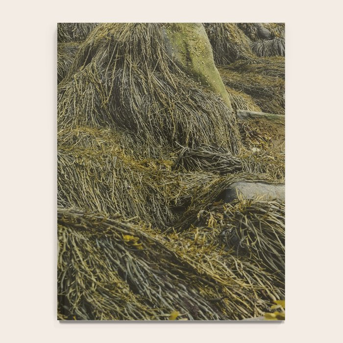 Seaweed - ocean nature photograph Notebook Gallery Image 4