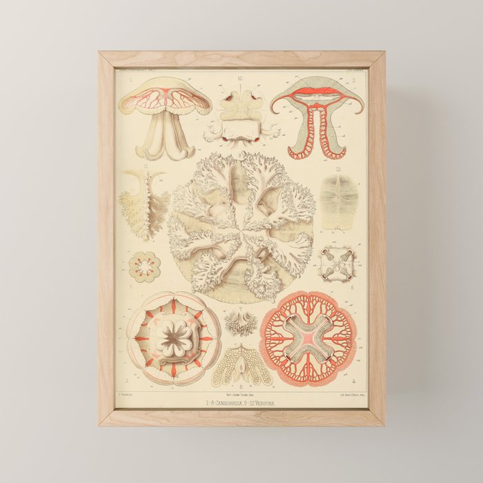 Jellyfish by Ernst Haeckel from his monograph of deep-sea medusae (1879) Mini Art Print Gallery Image 1