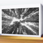 Into the Mist - Black and White Nature Photography Wall Mural Gallery Image 2
