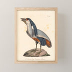 Ornithological illustration from "La Galerie de Oiseaux" ("Bird Gallery"), 1825 Mini Art Print Gallery Image 1