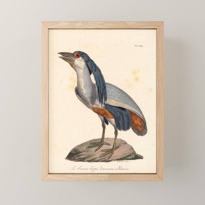 Ornithological illustration from "La Galerie de Oiseaux" ("Bird Gallery"), 1825 Mini Art Print Gallery Image 1