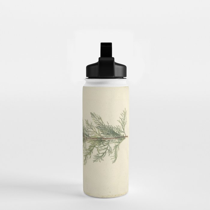 Botanical Juniper Water Bottle Gallery Image 2
