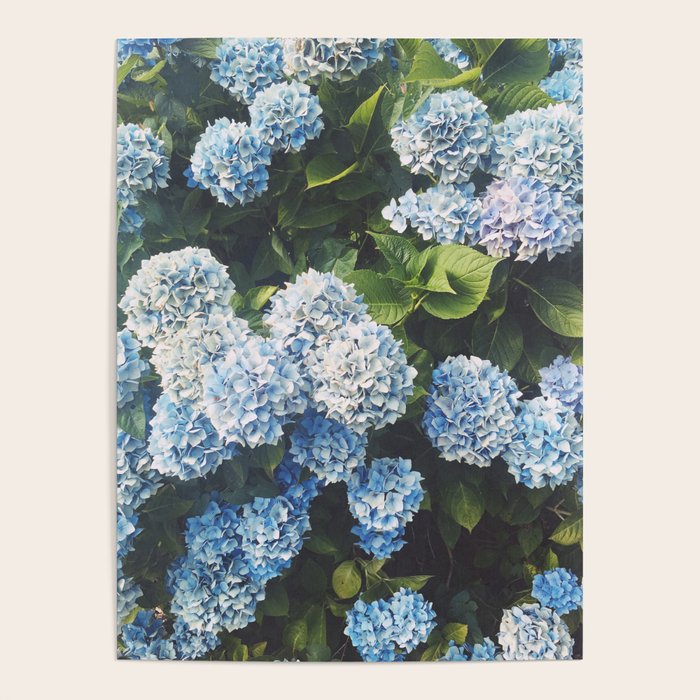 Blue Hydrangea Poster Gallery Image 4