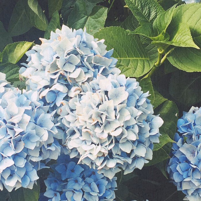 Blue Hydrangea Coffee Mug Gallery Image 2