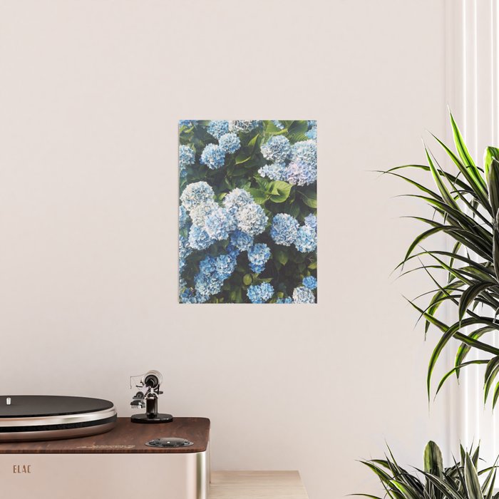 Blue Hydrangea Poster Gallery Image 2
