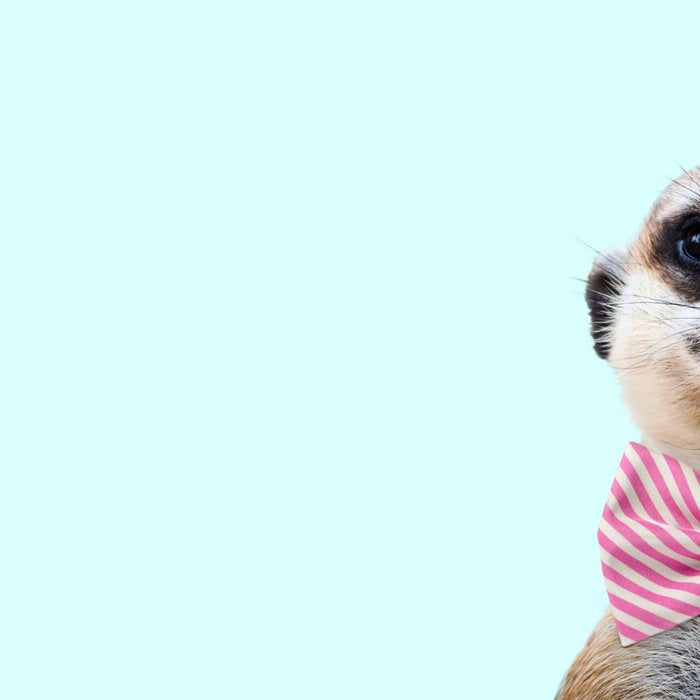 MEERKAT Coffee Mug Gallery Image 2