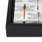 Dragonflies Framed Canvas Print Gallery Image 3