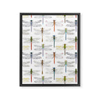 Dragonflies Framed Canvas Print Gallery Image 8