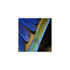 Blue Feathers #1 - Modern Photograph Art Print Gallery Image 1
