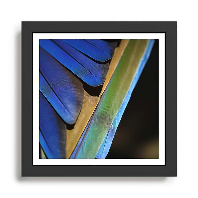 Blue Feathers #1 - Modern Photograph Framed Art Print Gallery Image 1