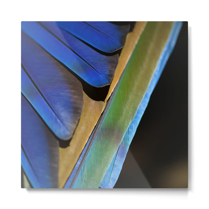 Blue Feathers #1 - Modern Photograph Metal Print Gallery Image 1