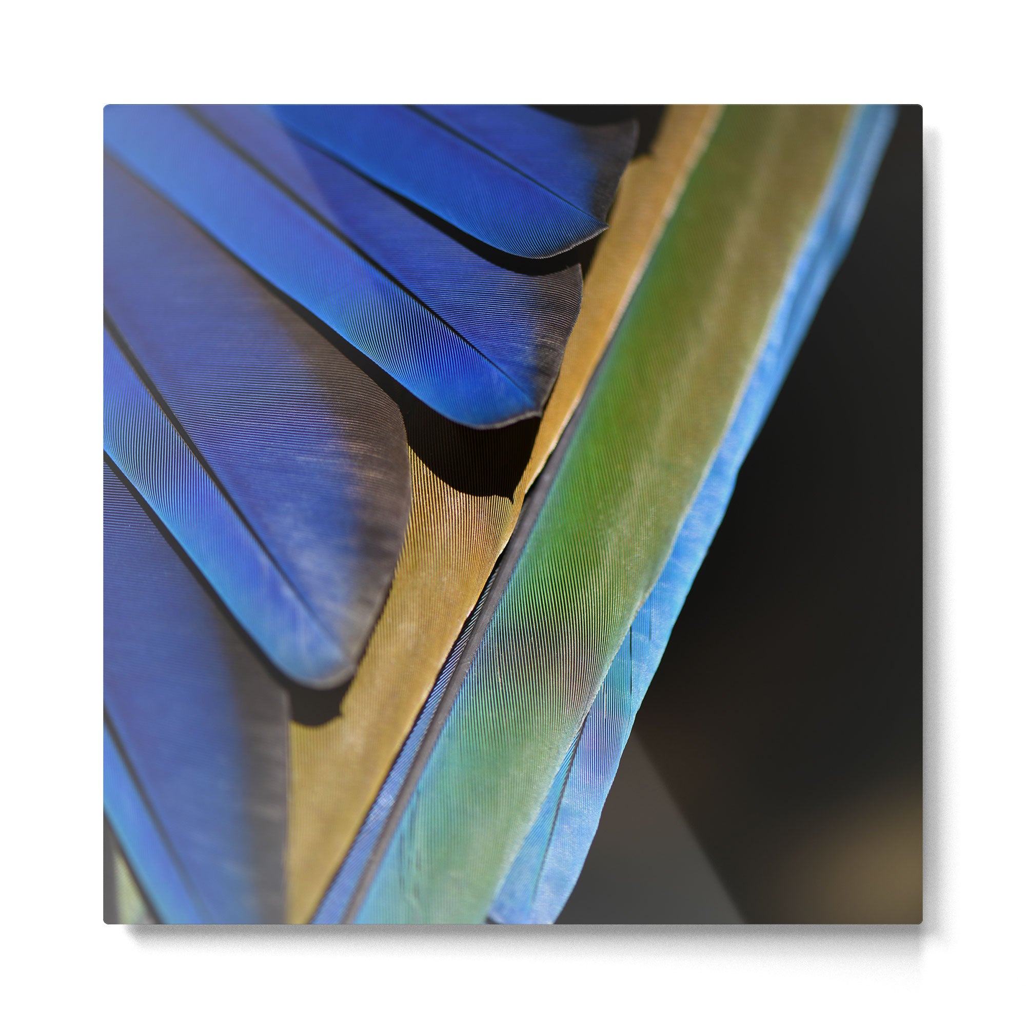Blue Feathers #1 - Modern Photograph Metal Print Gallery Image 2