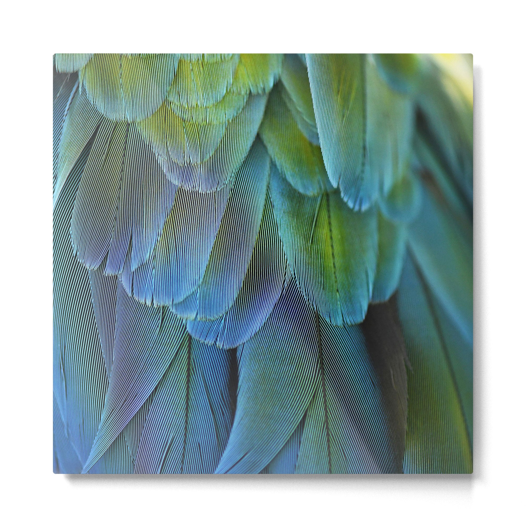 Blue Feathers #2 - Modern Photograph Metal Print Gallery Image 2