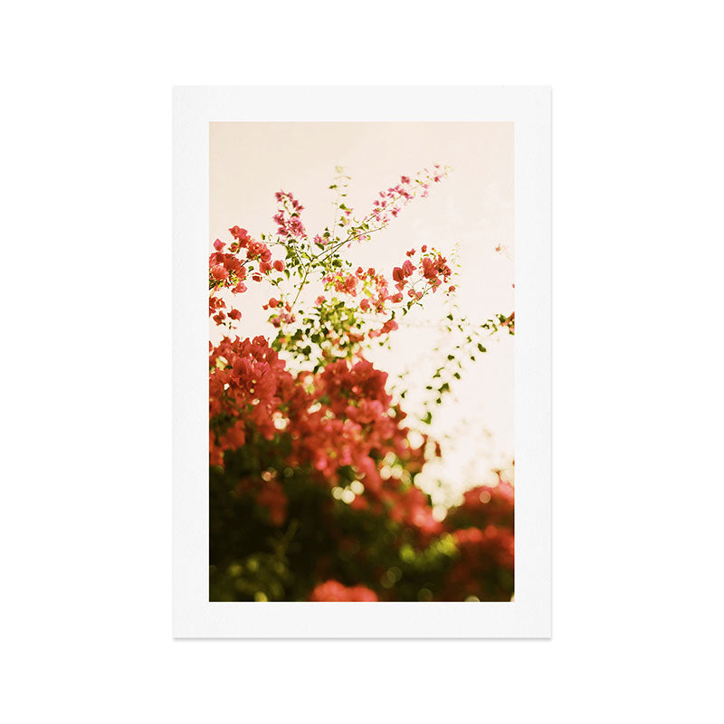 Bougainvillea Morning Art Print Gallery Image 1