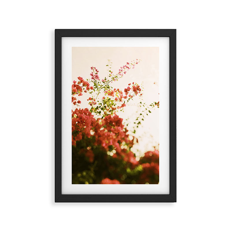 Bougainvillea Morning Framed Art Print Gallery Image 2