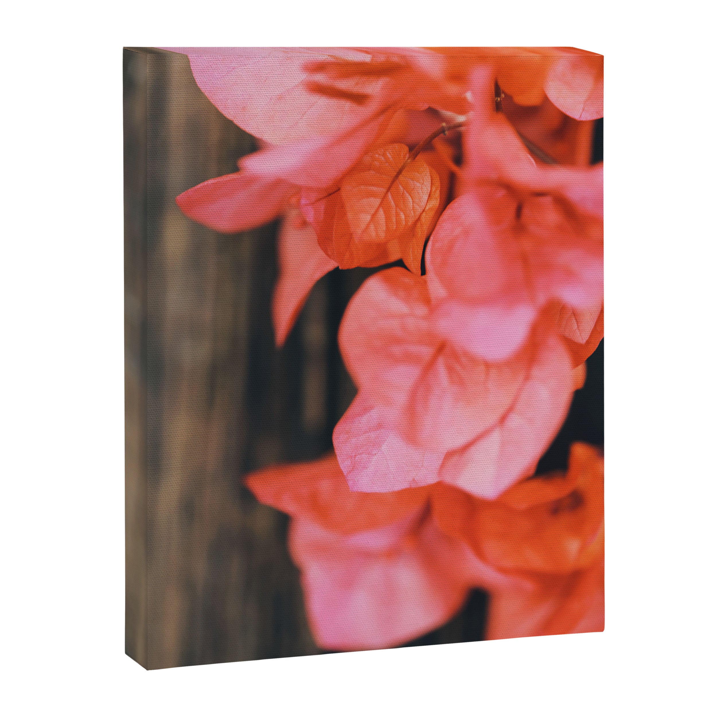 Coral Canvas Print Gallery Image 6