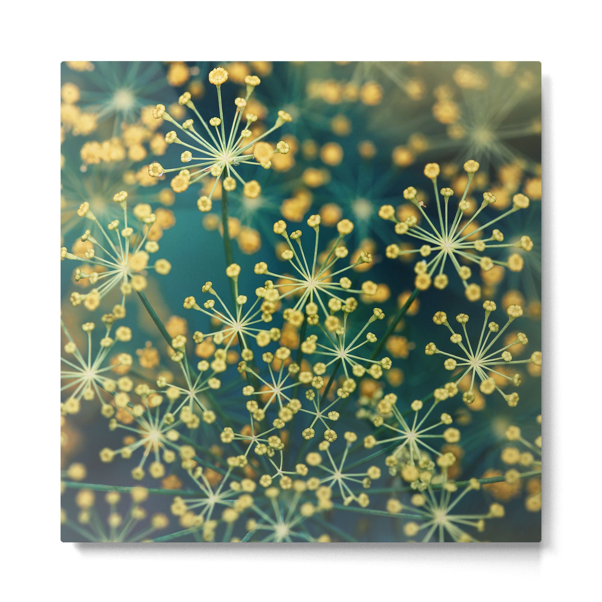 Dill #5 Metal Print Gallery Image 2