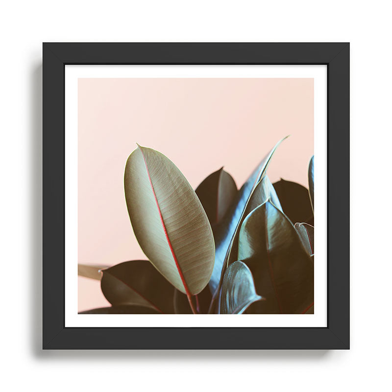 Ficus Elastica #1 Framed Art Print Gallery Image 1