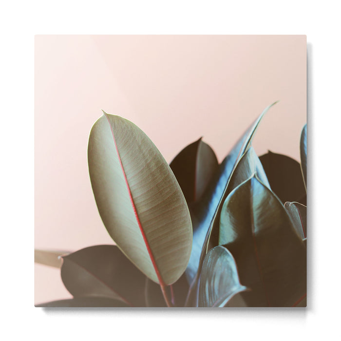 Ficus Elastica #1 Metal Print Gallery Image 1