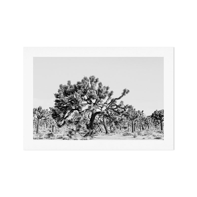 Joshua Tree #1 Art Print Gallery Image 1