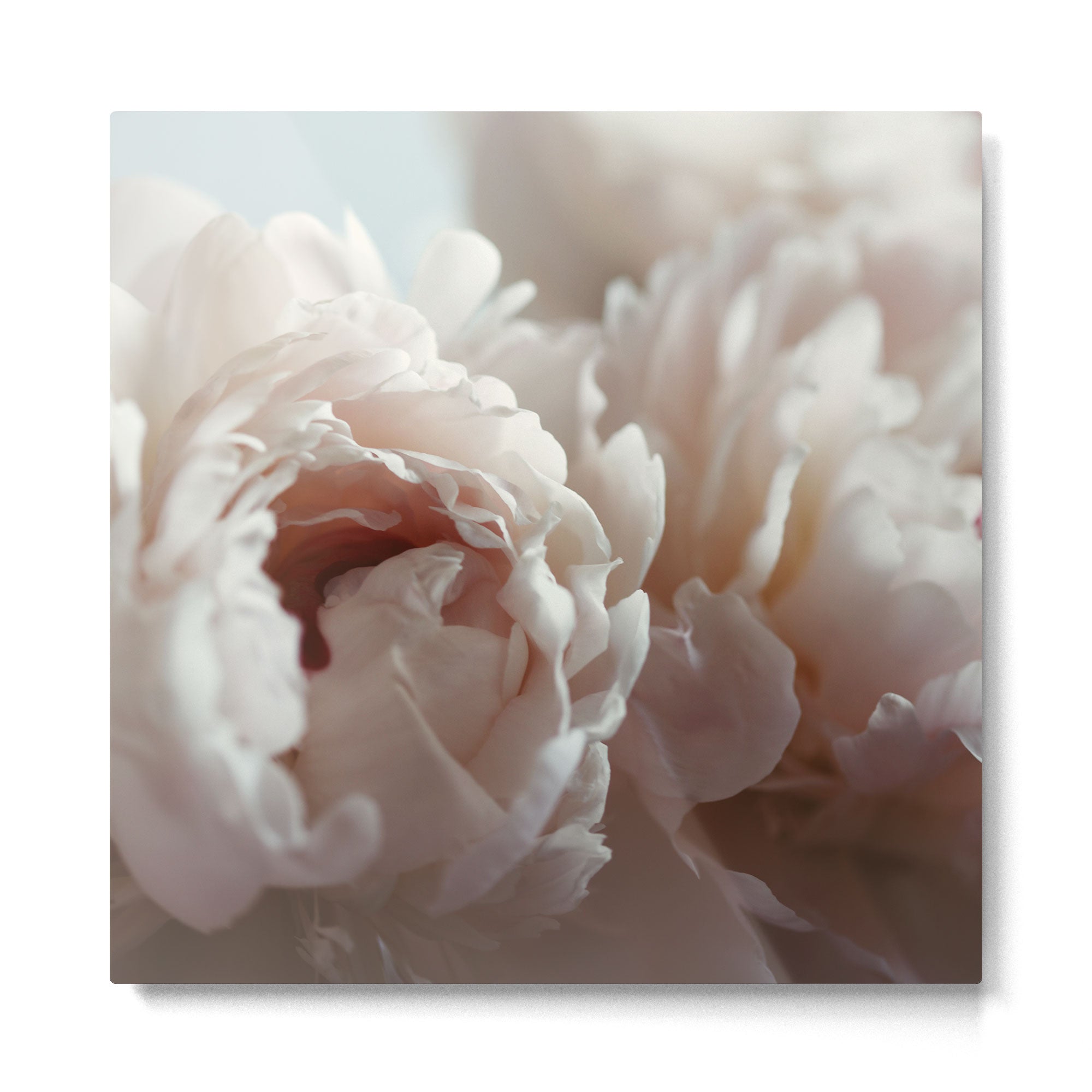 Joyful Unfolding Metal Print Gallery Image 2