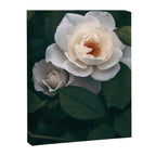 Late Autumn Rose #6 Canvas Print Gallery Image 6
