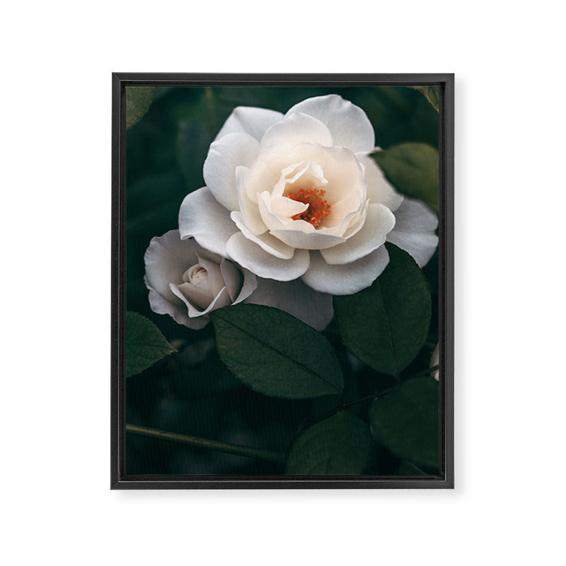 Late Autumn Rose #6 Framed Canvas Print Gallery Image 6