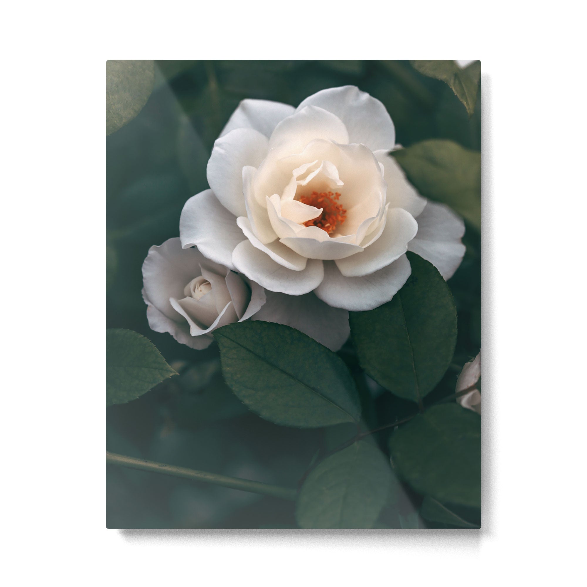 Late Autumn Rose #6 Metal Print Gallery Image 4