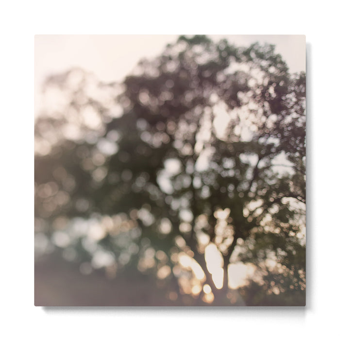 Light Through Autumn Trees Metal Print Gallery Image 1