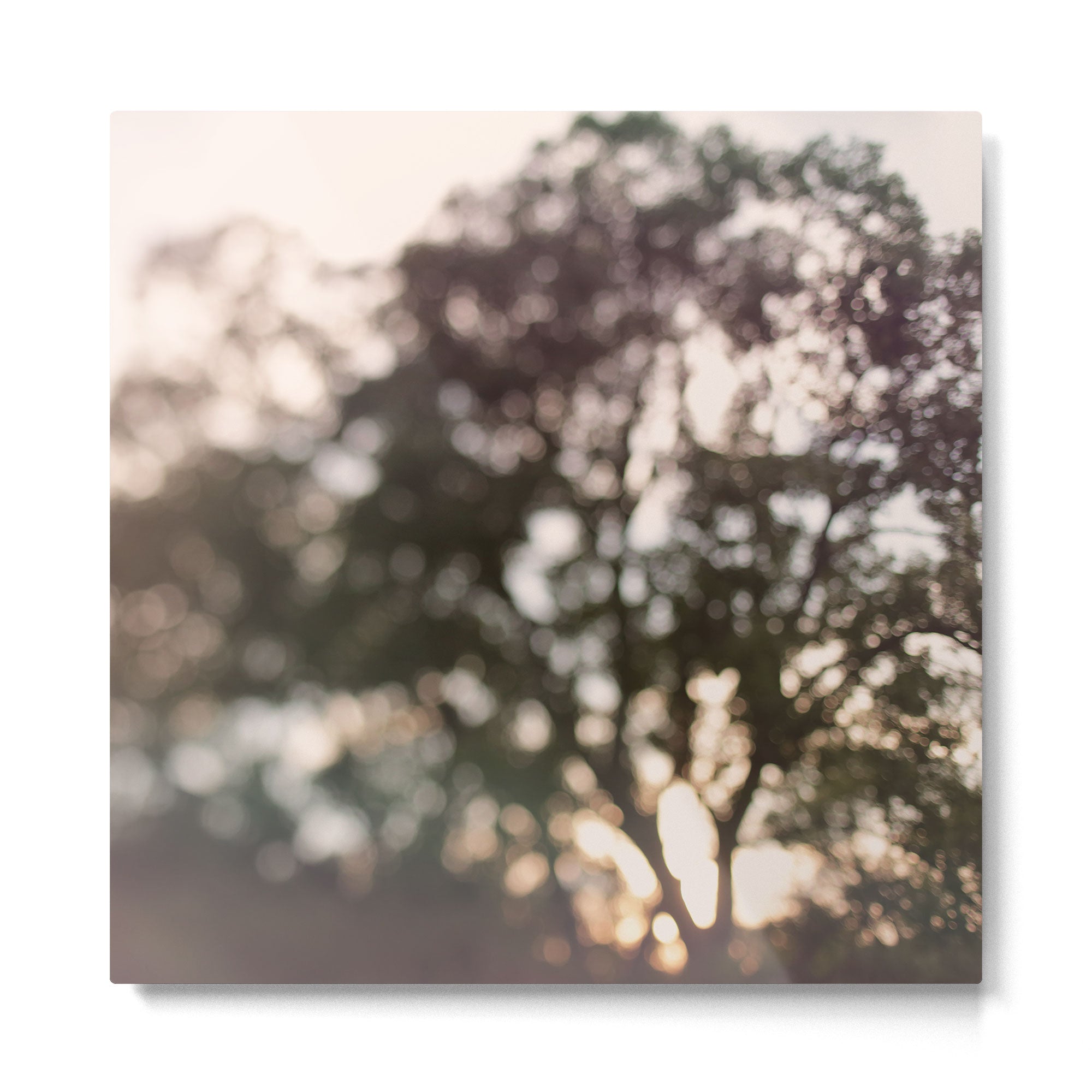 Light Through Autumn Trees Metal Print Gallery Image 2
