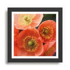 May Sunshine Framed Art Print Gallery Image 1