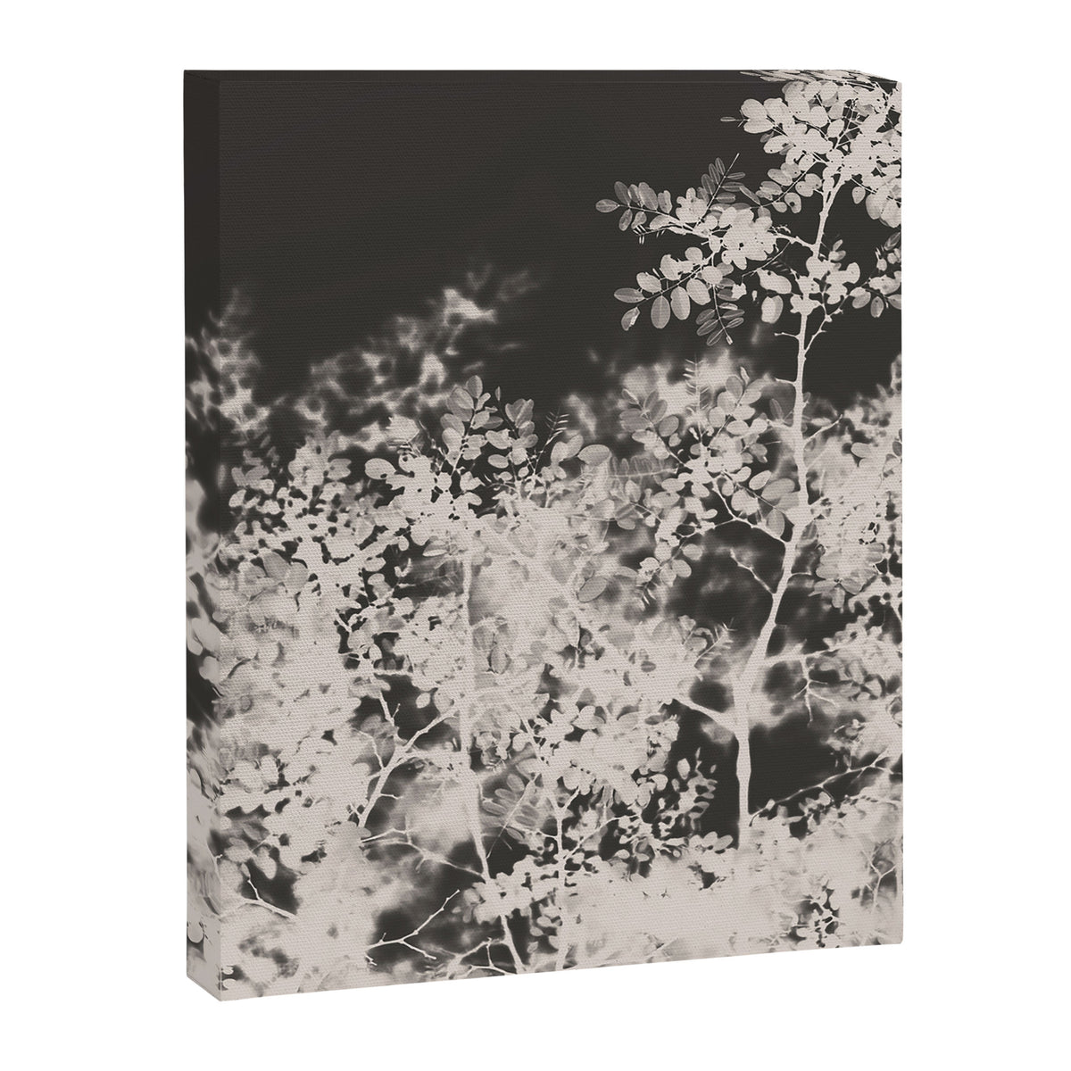 Midnight Summer Canvas Print Gallery Image 6