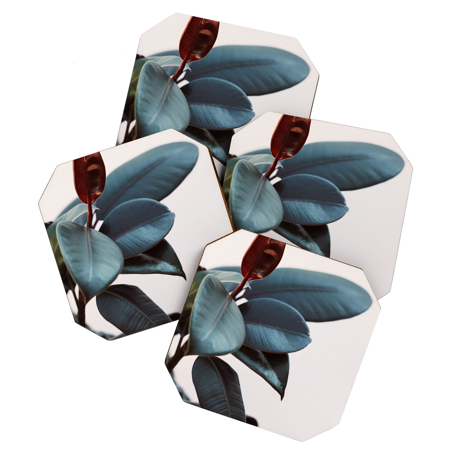 Night Ficus #2 Coaster Gallery Image 1