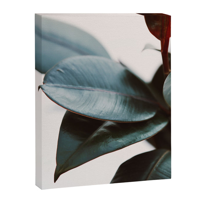 Night Ficus #3 Canvas Print Gallery Image 1